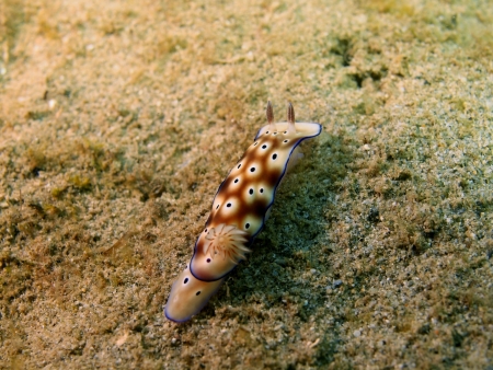 Sea slugs of the South-Chinese seaの写真素材