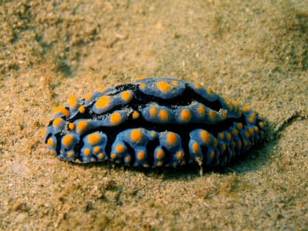 Sea slugs of the South-Chinese seaの写真素材