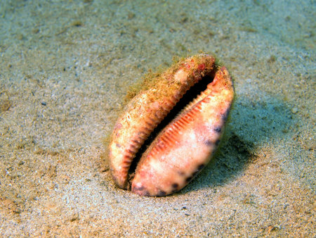 Gastropoda mollusc, Vietnam