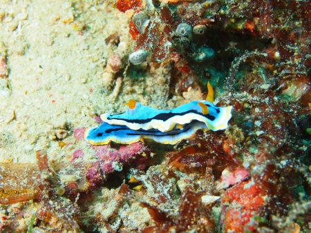 Sea slug, island Maktan, Philippineの写真素材
