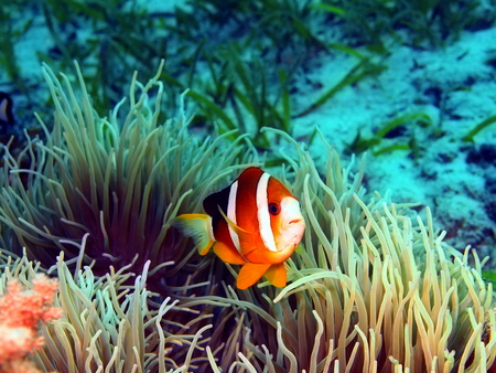 Fish-clown, island Maktan, Philippineの写真素材