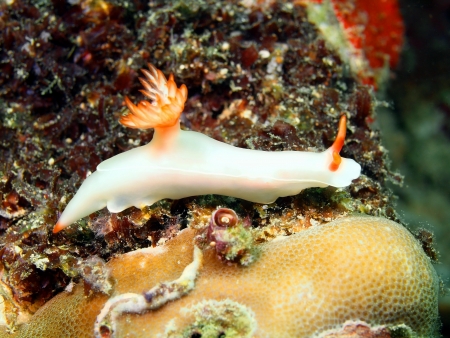 Sea slug, island Maktan, Philippineの写真素材