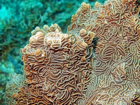 Stone coral, island Maktan, Philippineの写真素材
