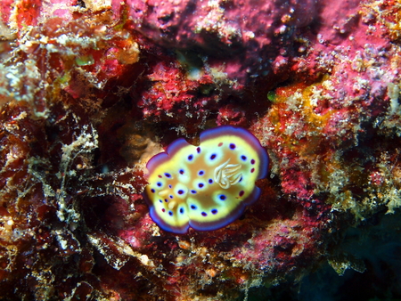 Sea slug, island Maktan, Philippineの写真素材