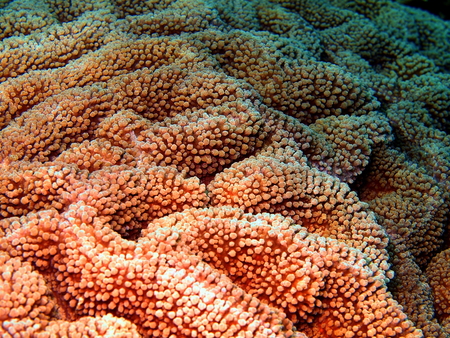 Stone coral, island Maktan, Philippineの写真素材