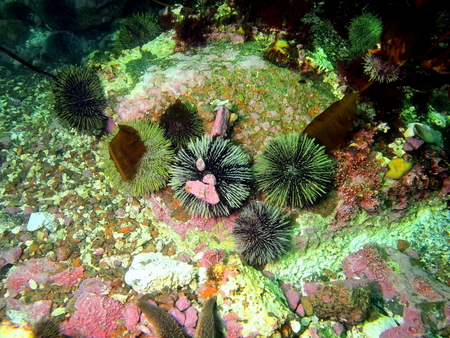Green sea urchins, Barents seaの写真素材
