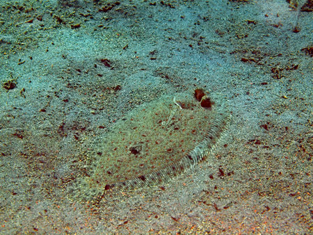 Left-eyed flounder, Island Bali, Tulamben