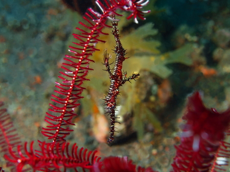 Seahors, Island Bali, Tulambenの写真素材