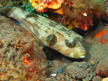 Boxfish, Island Bali, Tulamben
