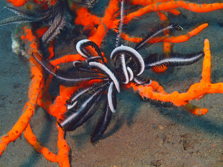 Crinoid, Island Bali, Tulamben