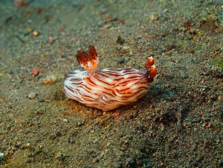 True sea slug, Island Bali, Tulambenの写真素材