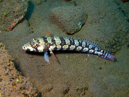 Coral fish, Island Bali, Tulamben