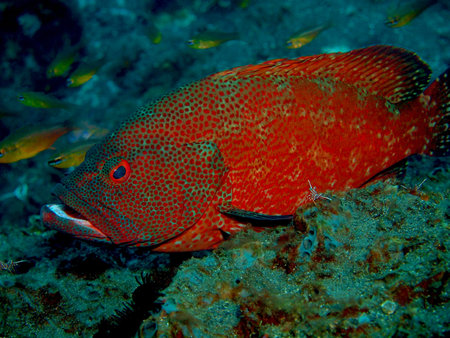 Grouper, Island Bali, Tulamben
