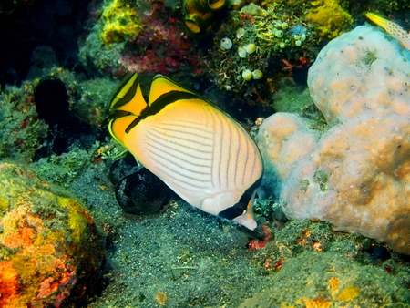 Butterflyfish, Island Bali, Tulambenの写真素材