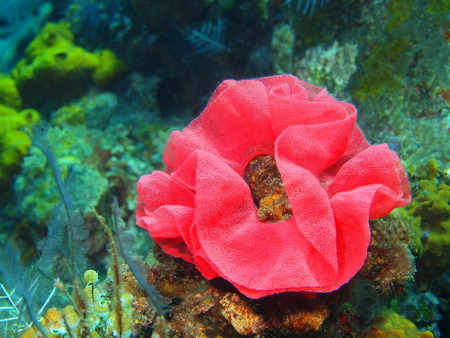 Eggs of true sea slugn, Island Bali, Tulambenの写真素材