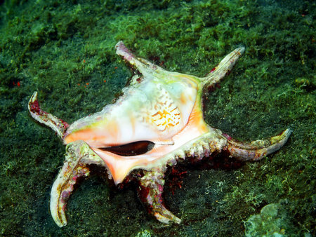 Shell of  mollusc, Island Bali, Tulambe