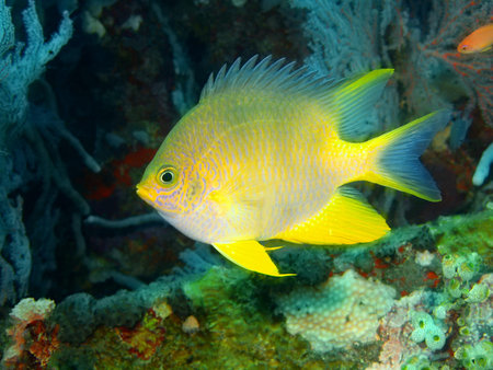Coral fish, Island Bali, Tulambenの写真素材