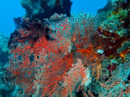 Gorgonian coral, Island Bali, Tulambenの写真素材