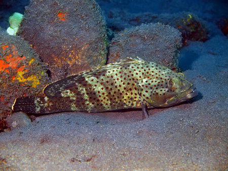 Grouper, Island Bali, Tulamben