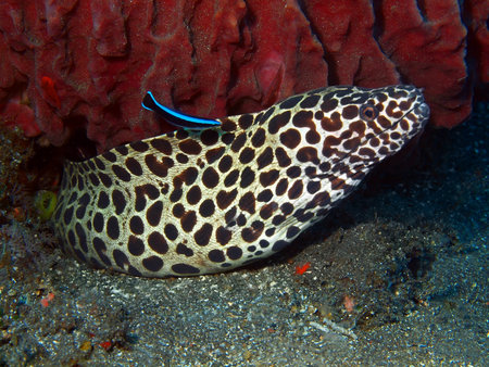 Moray eel, Island Bali, Tulamben