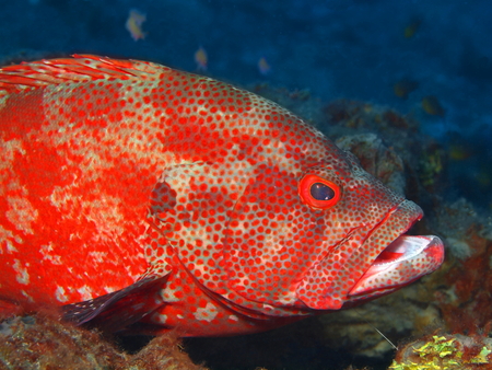 Grouper, Island Bali, Tulambenの写真素材