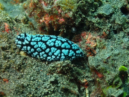 True sea slug, Island Bali, Tulambenの写真素材