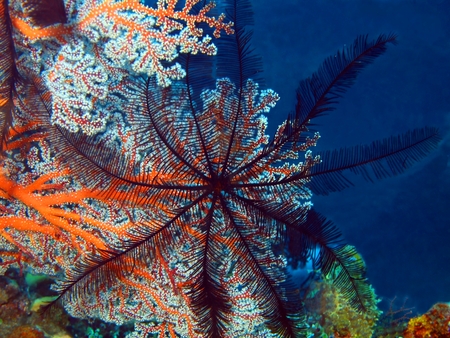 Crinoid, Island Bali, Tulambenの写真素材