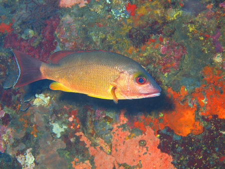 Coral fish, Island Bali, Tulamben
