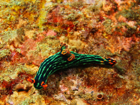 True sea slug, Island Bali, Tulambenの写真素材