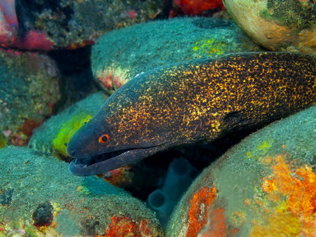 Moray eel, Island Bali, Tulamben