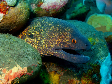 Moray eel, Island Bali, Tulamben