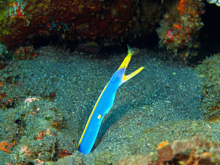 Moray eel, Island Bali, Tulamben