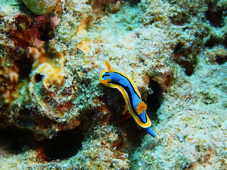 True sea slug, Island Bali, Pemuteranの写真素材