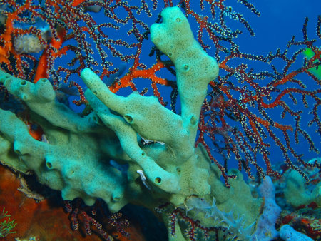 Demosponge, Island Bali, Pemuteran