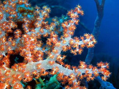 Soft coral, Island Bali, Pemuteranの写真素材