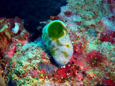 Sea squirt, Island Bali, Pemuteranの写真素材