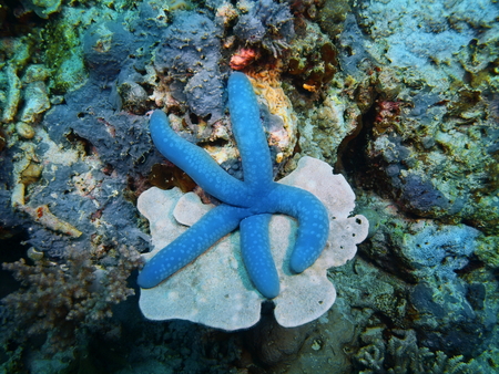 Starfish, Island Bali, Pemuteranの写真素材