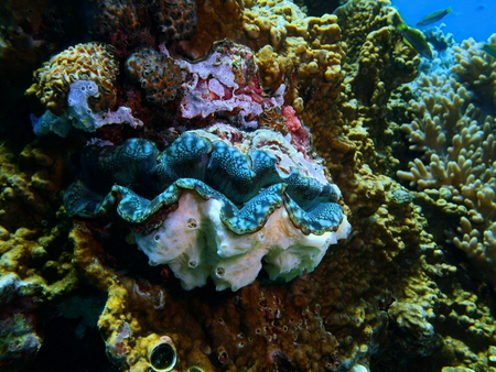 Enormous clam, Island Bali, Pemuteranの写真素材