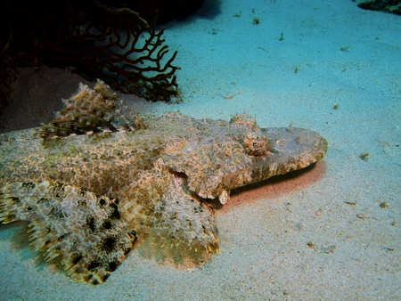 Fish-crocodile, Island Bali, Pemuteranの写真素材