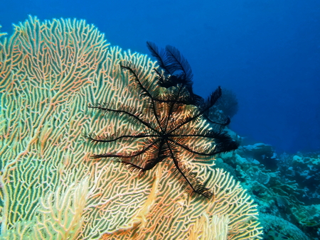 Crinoid, Island Bali, Pemuteranの写真素材