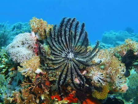 Crinoid, Island Bali, Pemuteranの写真素材
