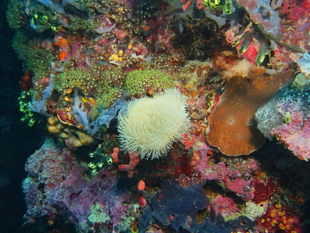 Soft coral, Island Bali, Pemuteranの写真素材