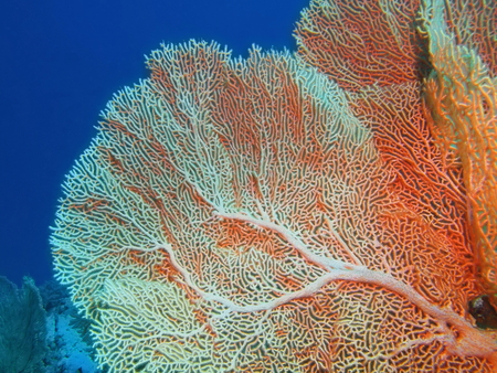 Gorgonian coral, Island Bali, Pemuteranの写真素材