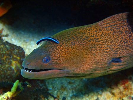 Moray eel, Island Bali, Pemuteran