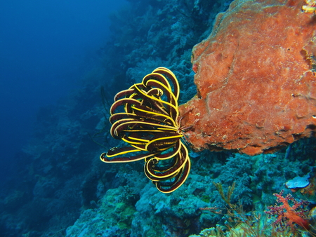 Crinoid, Island Bali, Pemuteranの写真素材