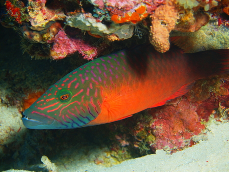 Coral fish, Island Bali, Pemuteranの写真素材