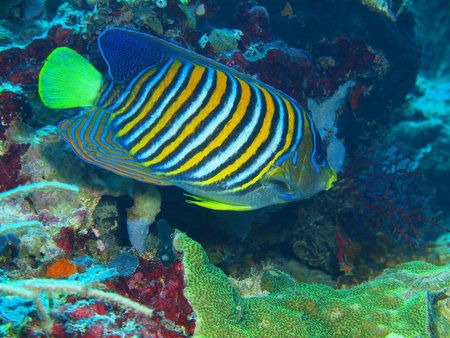 Coral fish, Island Bali, Pemuteran