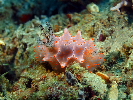 True sea slug, Island Bali, Pemuteranの写真素材