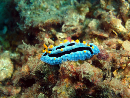 True sea slug, Island Bali, Pemuteran