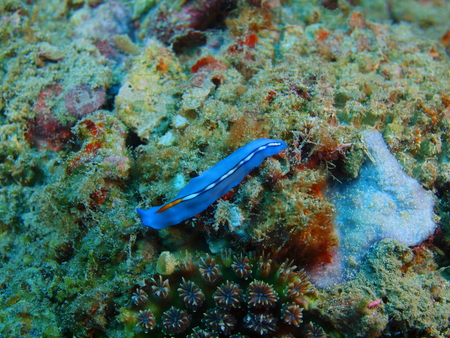 Flatworm, Island Bali, Pemuteranの写真素材